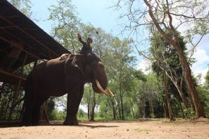 Sakipul Mustofa mengarahkan gajahnya menuju jalur patroli