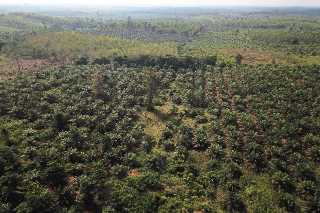 Landscape Kabupaten Tebo. Foto : Jasmal/Pundi Sumatra