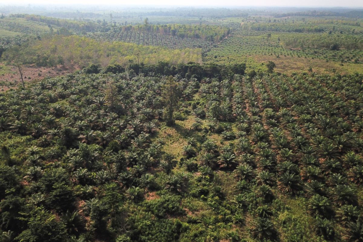 Menyeimbangkan Ekologi dan Ekonomi: Catatan Perkembangan dan Pembelajaran Strategi Jangka Benah di Tebo